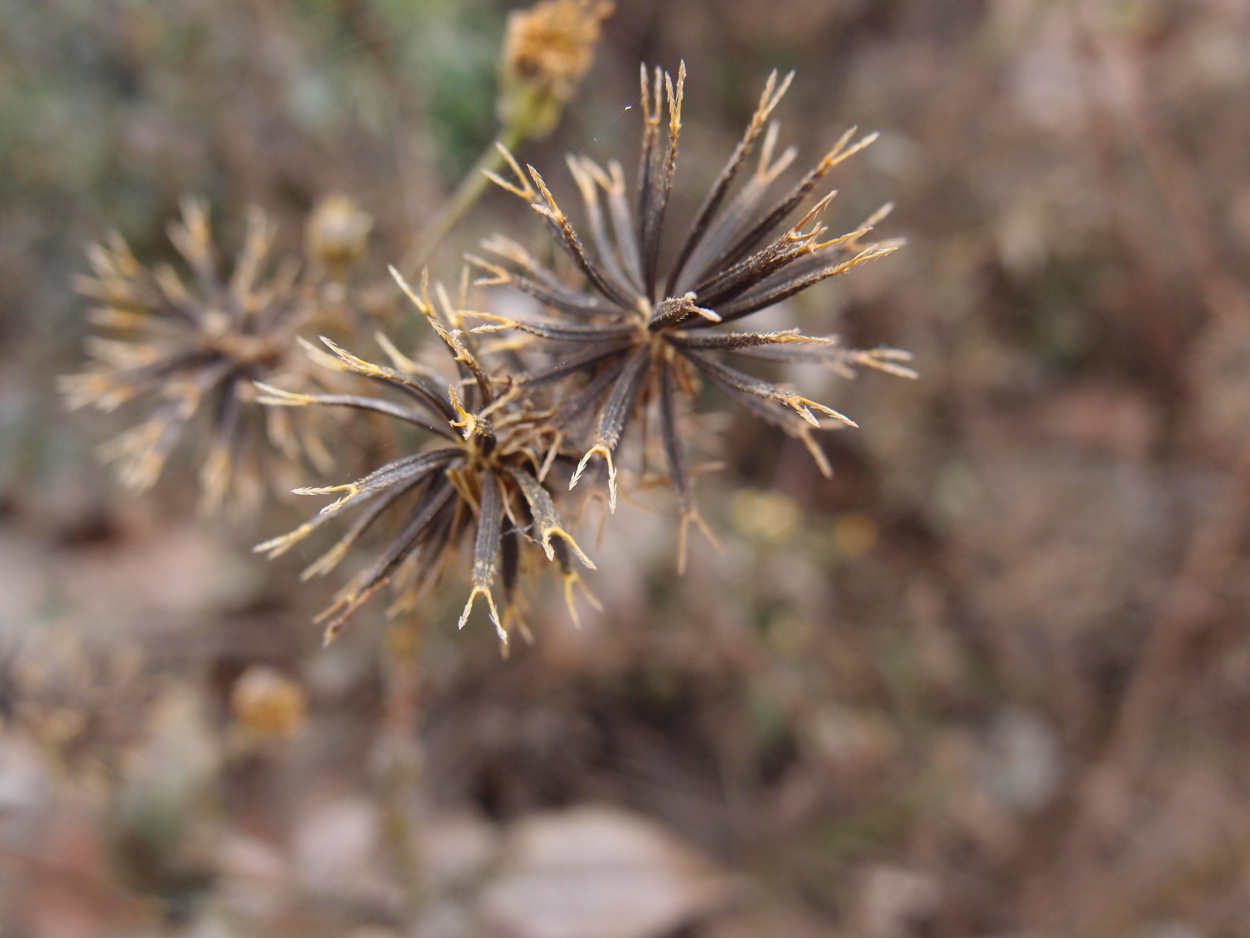 2018-01-16 12 Uhr - Im Shivapuri Nagarjun National Park (Nagi Gumba) (Foto) 